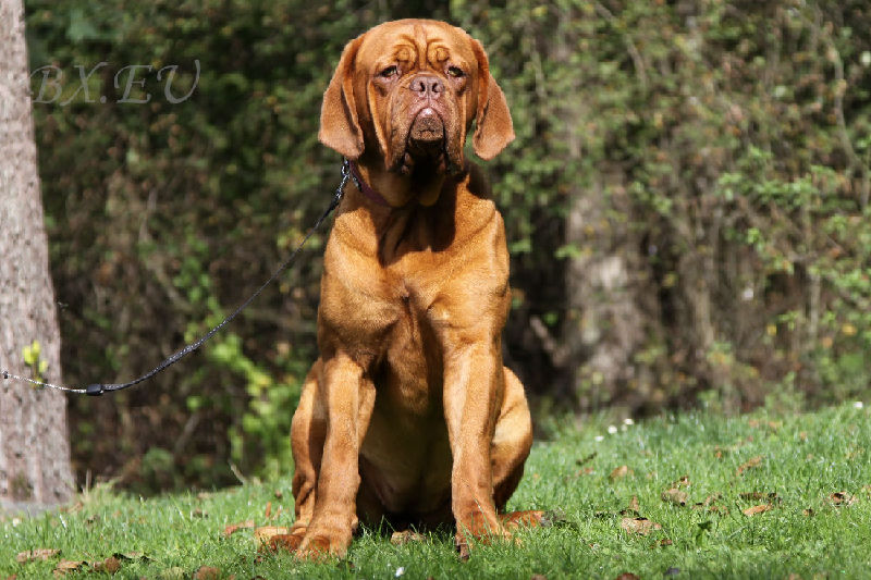 Bordeauxdoggen von Sankt Stephan